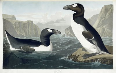 Grand Pingouin, 1836 - John James Audubon