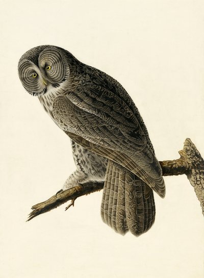 Chouette cendrée, Strix Nebulosa, de "Les Oiseaux d