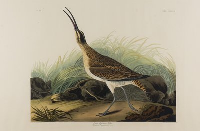 Courlis esquimau, 1835 - John James Audubon