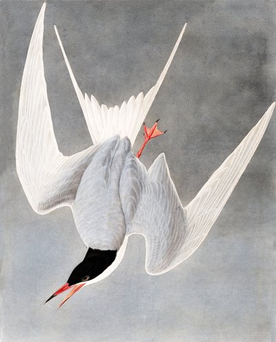 Grande sterne, Sterna Hirundo, de "Les Oiseaux d