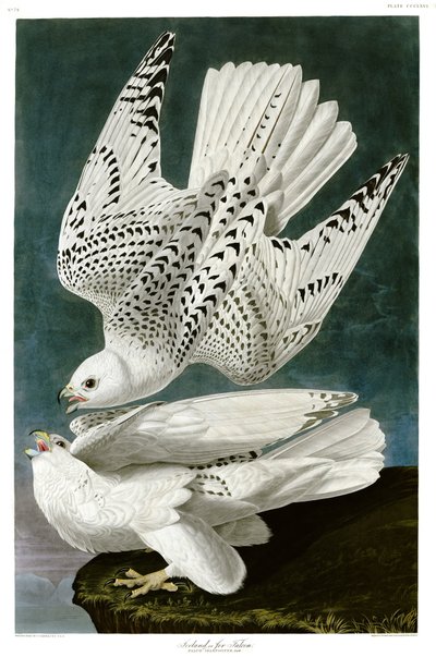Faucon gerfaut, Falco rusticolus, gravure coloriée à la main - John James Audubon