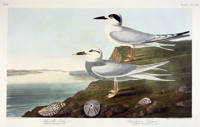 Sterne de Havell et Sterne de Trudeau, 1838 - John James Audubon