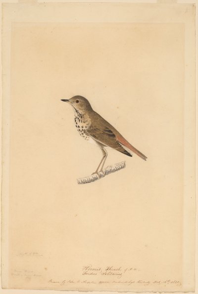 Grive solitaire - John James Audubon