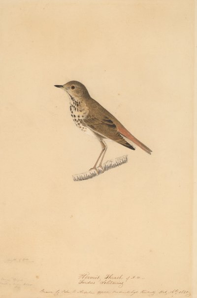 Grive ermite, 1820 - John James Audubon