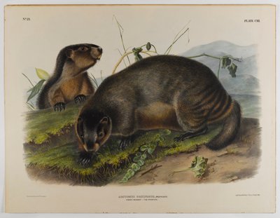 Marmotte grise - John James Audubon