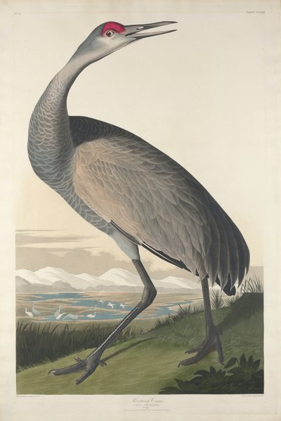 Grue blanche, 1835 - John James Audubon