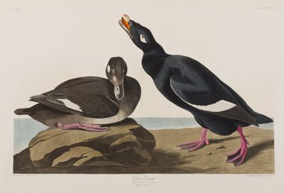 Illustration de 