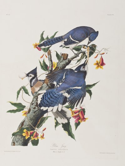 Illustration de 