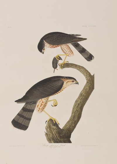 Illustration de 