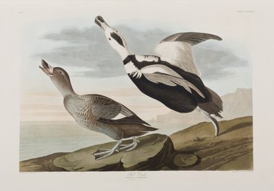 Illustration de 