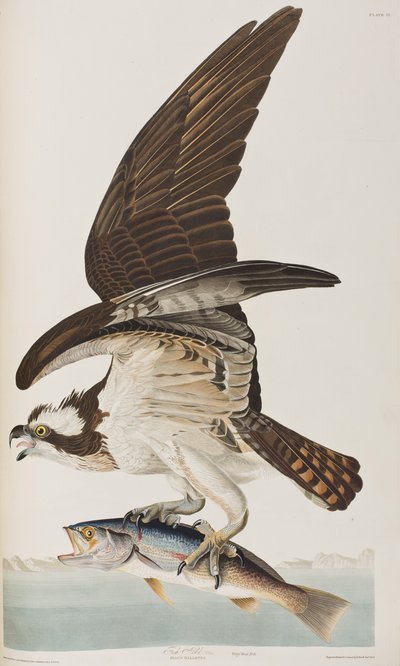 Illustration de 