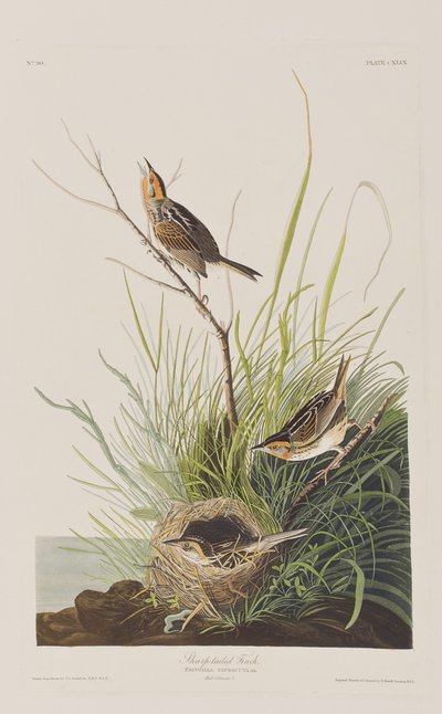 Illustration de 