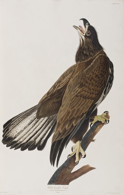 Illustration de 