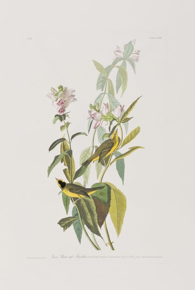 Illustration de 