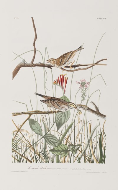 Illustration de 