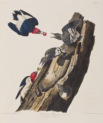 Illustration de 