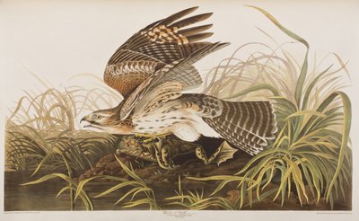 Illustration de 