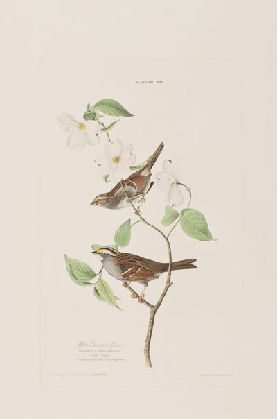 Illustration de 