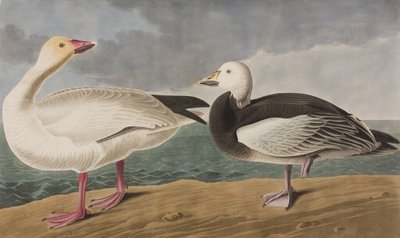 Illustration de 