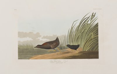 Illustration de 