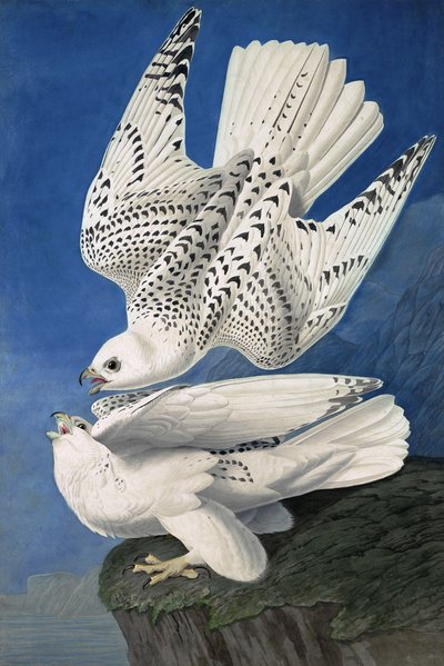 Faucon Gerfaut, Falco Islandicus, de "Les Oiseaux d