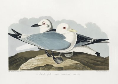  - John James Audubon