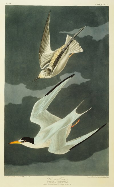 Sterne naine - John James Audubon