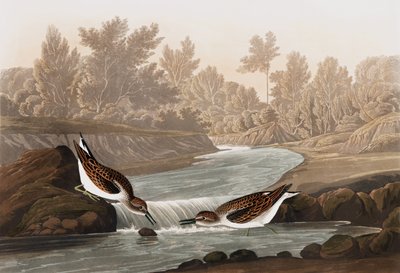 Petit bécasseau, Tringa Pusilla, de "Les Oiseaux d
