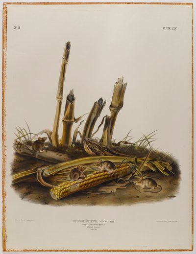 Petite souris des moissons - John James Audubon