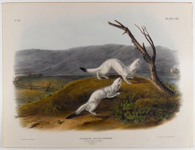 Petite belette agile - John James Audubon