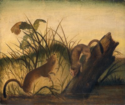 Belette à longue queue - John James Audubon