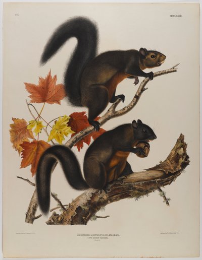 Écureuil à longs poils - John James Audubon