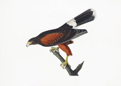  - John James Audubon