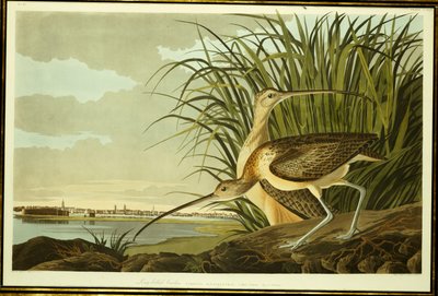 Courlis mâle et femelle à long bec - John James Audubon