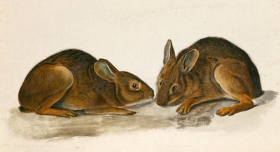Lièvres des marais - John James Audubon