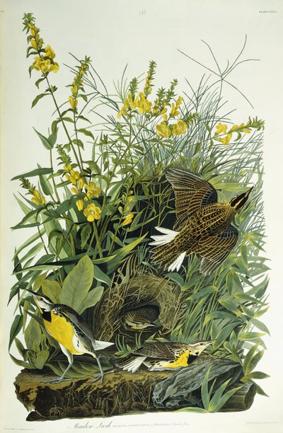 Sturnelle des prés, 1832 - John James Audubon