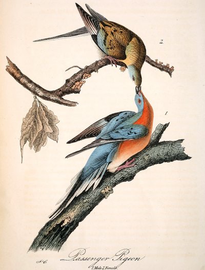 Le pigeon voyageur de Mershon (plaque d