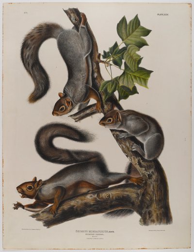 Écureuil migrateur - John James Audubon