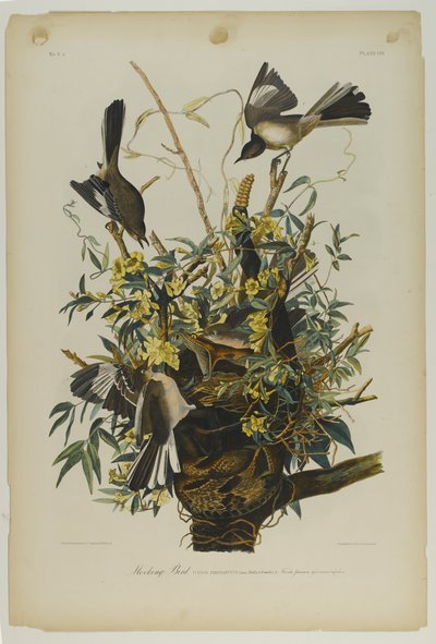 Moqueur polyglotte, imprimé par Julien Bien et publié par Roe Lockwood & Son, 1861 - John James Audubon