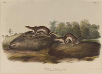 Mustella Fusca - John James Audubon