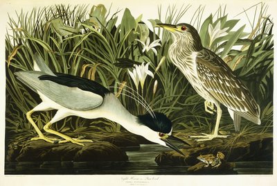 Héron de nuit ou oiseau Lua - John James Audubon