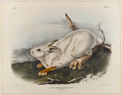 Lièvre du Nord (pelage d