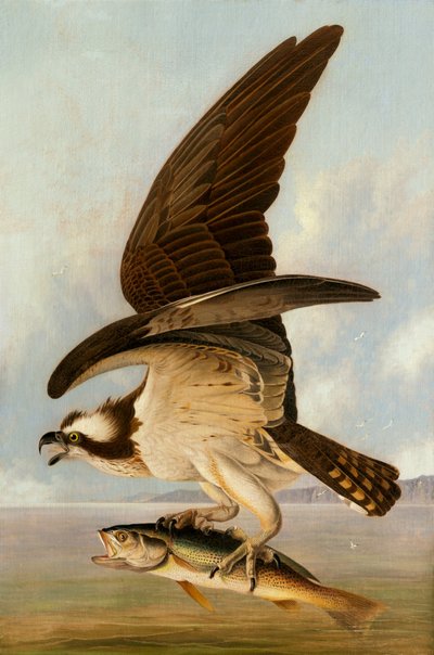 Balbuzard et poisson faible, 1829 - John James Audubon