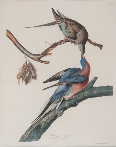 Pigeon passager - John James Audubon