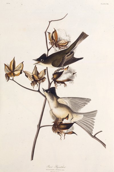 Moucherolle Pewit. Des Oiseaux d