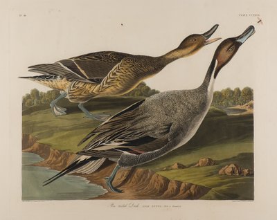 Canard à queue pointue, 1834 - John James Audubon