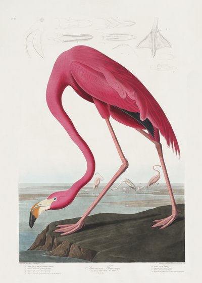  - John James Audubon