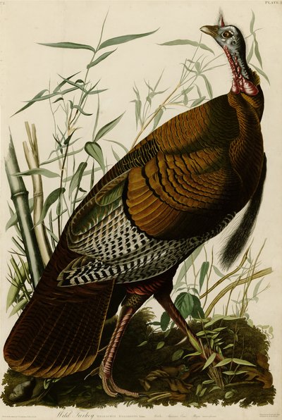 Planche 1 de Birds of America représentant un dindon sauvage - John James Audubon
