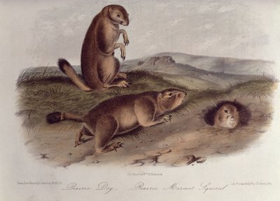 Chien de prairie de 