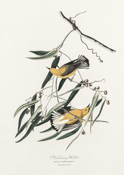  - John James Audubon